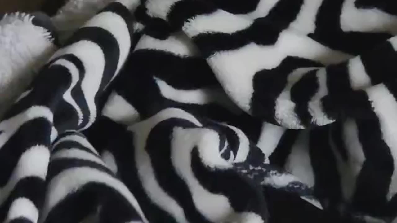 The music in this video is Manic Monday by The Bangles Have a great day #beagletales #shorts