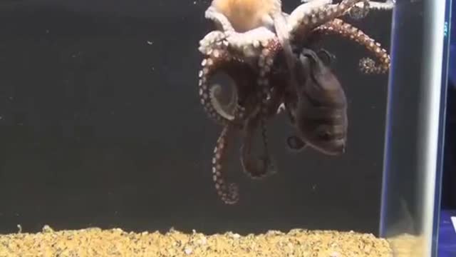 Aquarium . Deep looking into the nature . 2 octopuses are fighting .