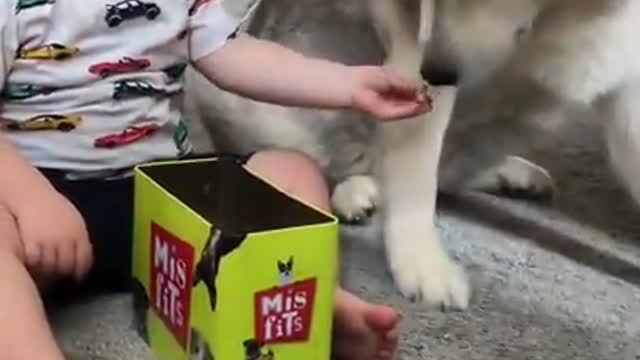 The Full 4 Year Story Of My Husky & Baby Becoming Best Friends!! [WITH MUSIC!]