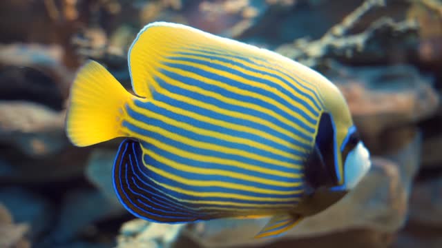 Colorful fish | amazing fish in sea