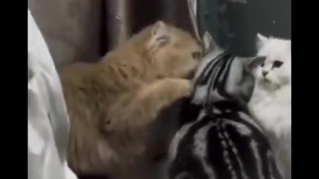 Funny and Cute Cats Videos#132