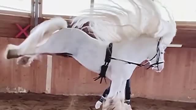 Amazing horse jump