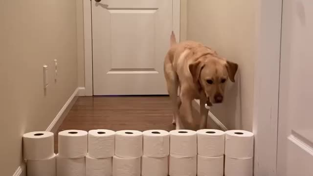 Dog Took The Easy Way! What Challenges Should We Do Next?