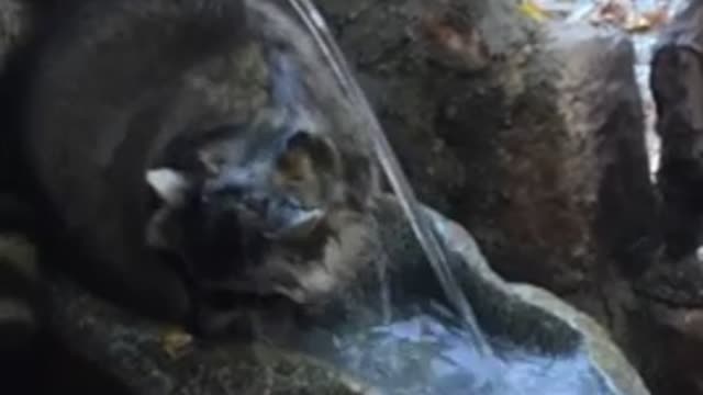 Raccoon's self shower. Funny and cute.