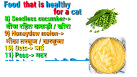 Healthy food for cat