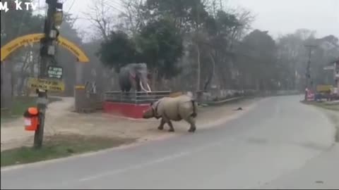 Rhino craze