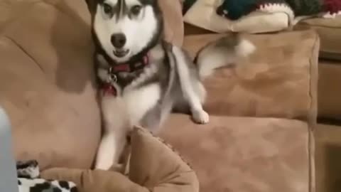 Husky Demands Attention!!