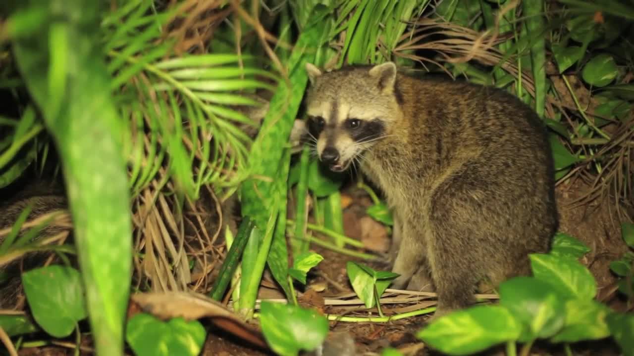 neighboring racoon
