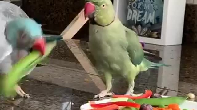 Indian Ringneck Parakeet has a fit over a snap pea!