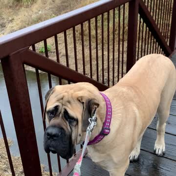 Why is Oliver the Mastiff afraid to cross the bridge?