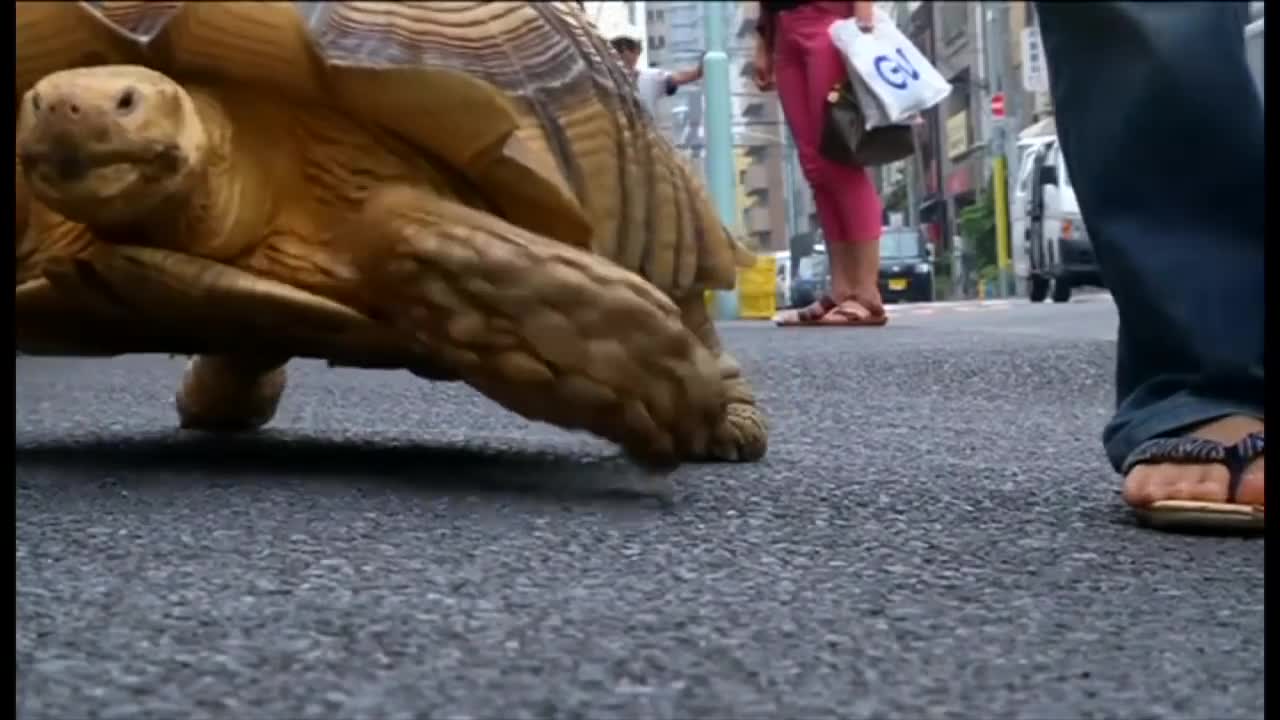 Just a man taking his pet giant tortoise out for a walk