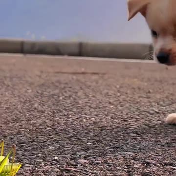 Funny moments of puppies and chicks