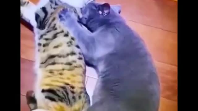 HILARIOUS! TRY NOT TO LAUGH!! FUNNIEST / CUTEST CATS EVER! MUST SEE!!!