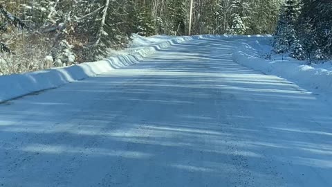 Definitely in the woods now