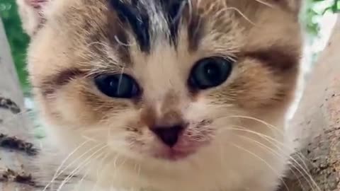 Cute cat