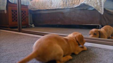 pet Dog plays with his Mirrors reflection