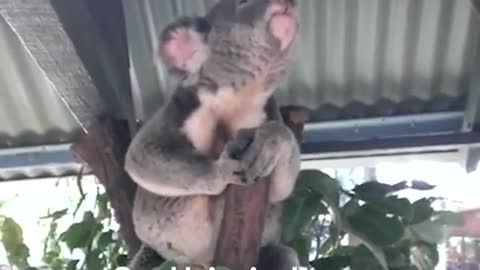 How Koalas burp