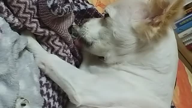 My favorite dog cleaning his feet on a blanket.