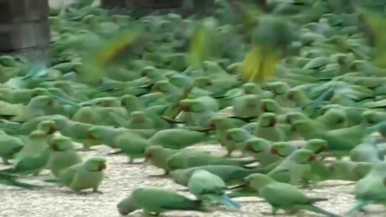 The Man Feed the Food in Wild Parrotsp4