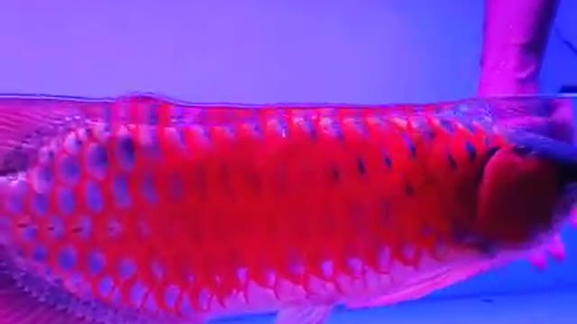 Arowana