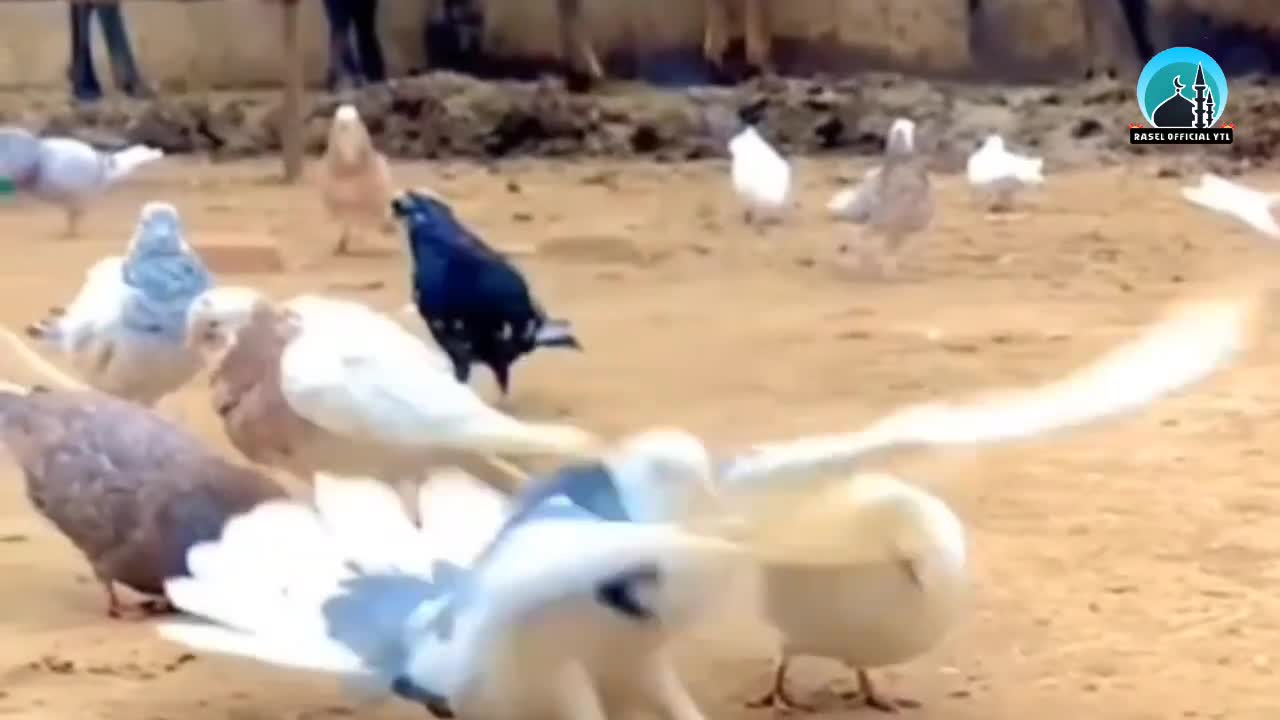 Pigeon Magical Video Today Most Watch Bestblogus