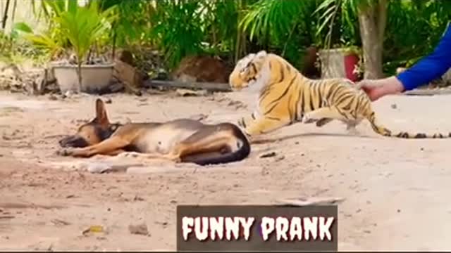 Dog prank with fake tiger funny video 🤣🤣🤣