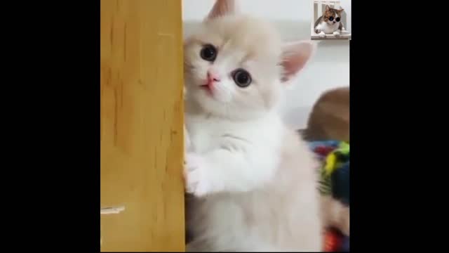 Funny Cats and Kittens Meowing Sound Effects Compilation //some fun in life