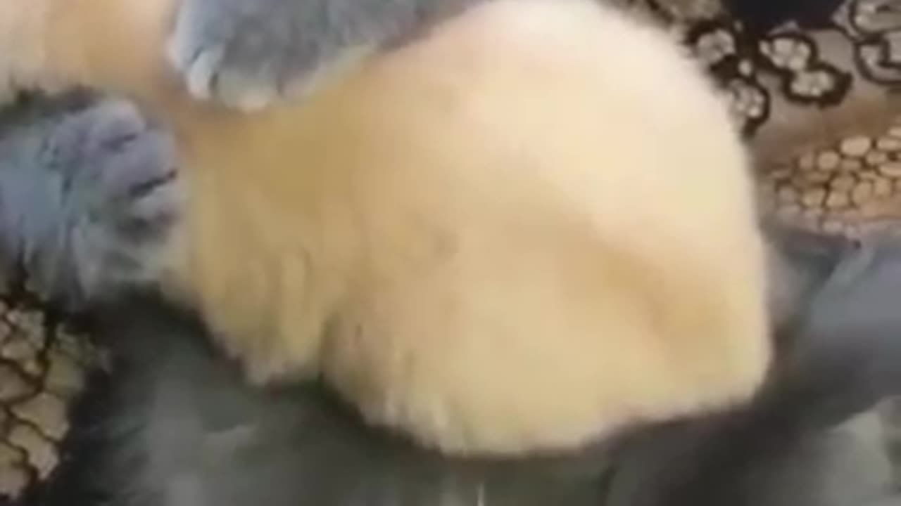 1 billion funny stories of cats