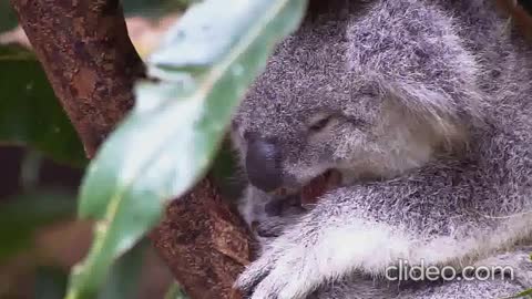 wildlife part 02