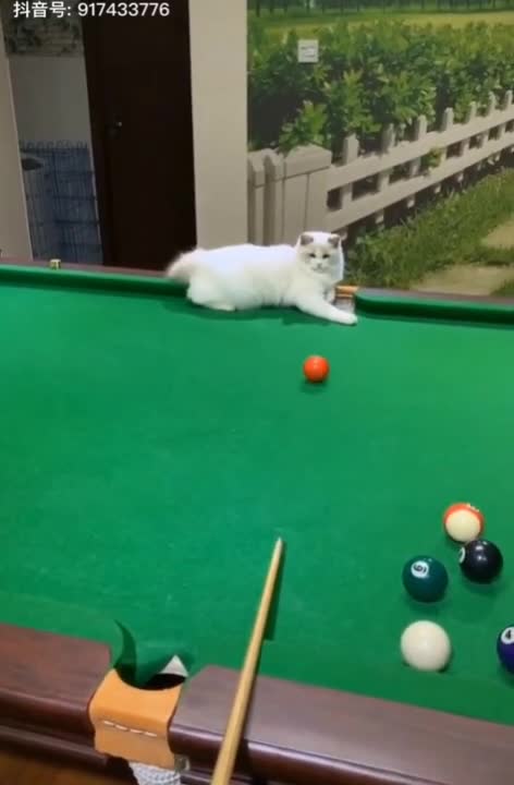 Cute baby animals Videos Compilation cute moment of the animals - Cutest Animals #short​