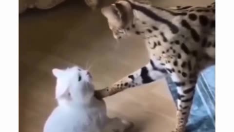 FUNNY CATS