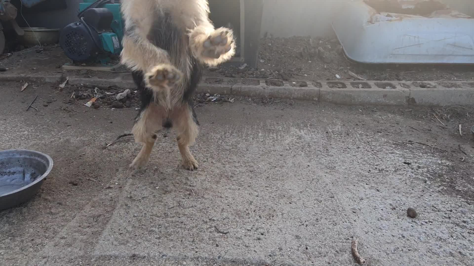 The black puppy is charming.