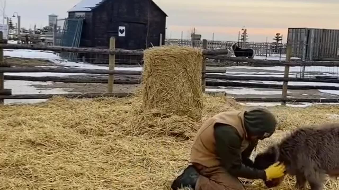 Cute baby cow playing.