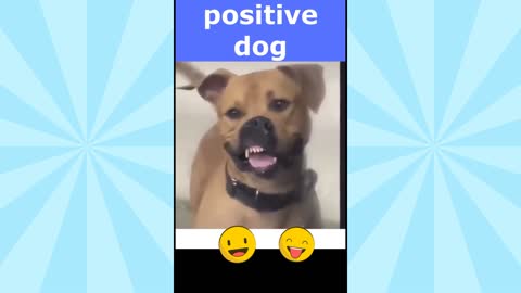 Try not to laugh. Funny videos pets