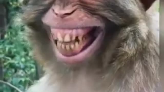 fanny monkey