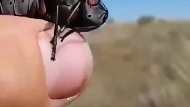 Drone insect caught spying in south africa