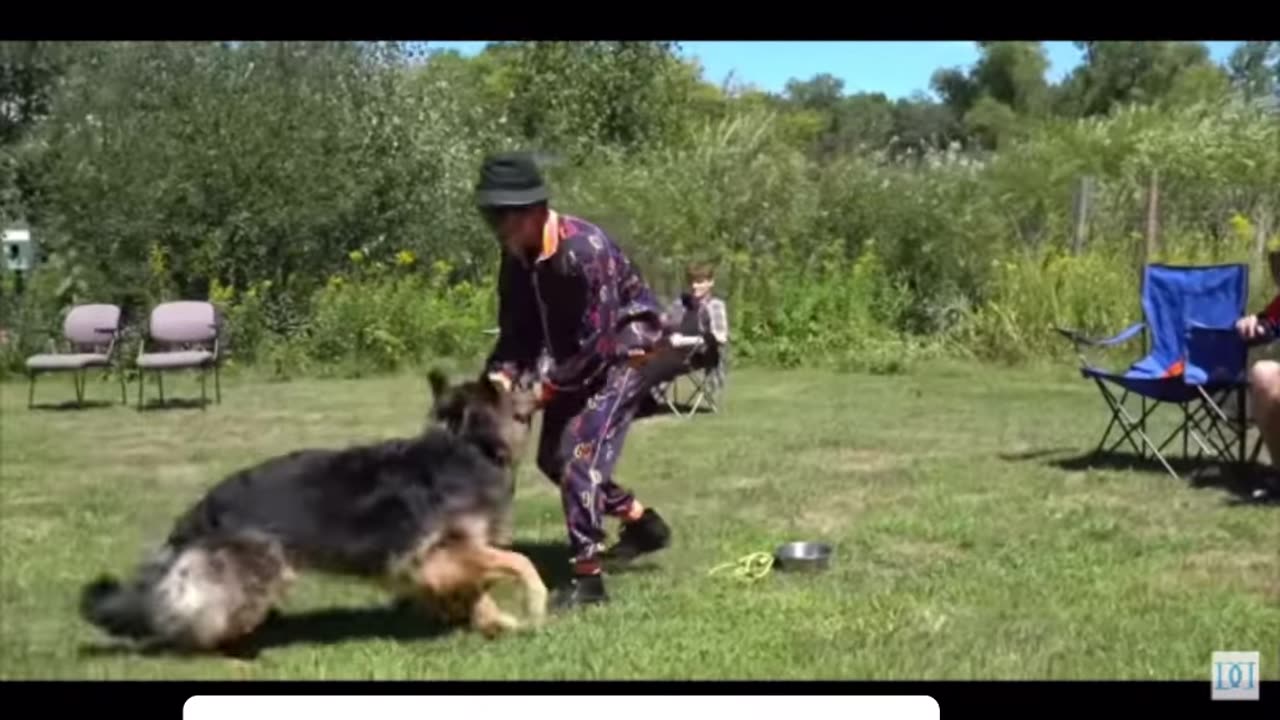 My First Dog Training Webinar, Available Worldwide!