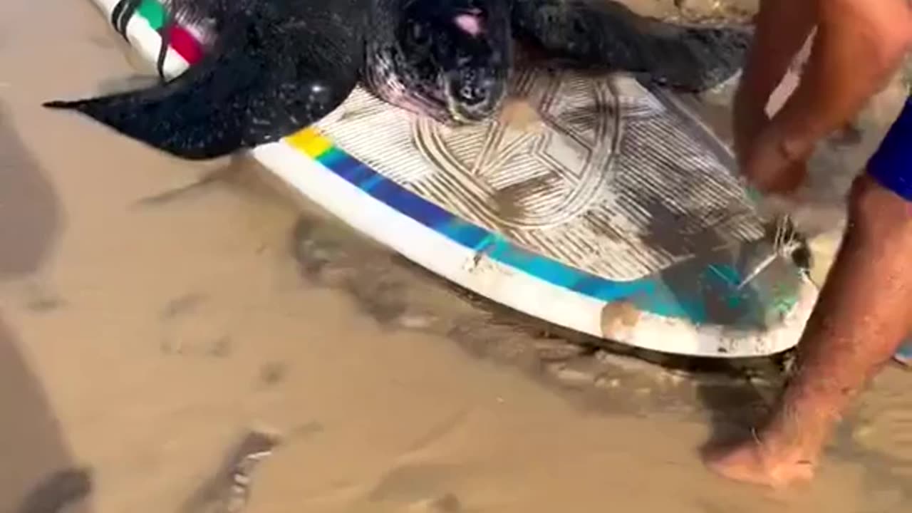 Guys in Morocco Help a Stranded Leather-back Turtle Back to Sea #humanityinspired #humanity