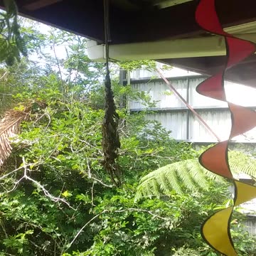 7.11.2024 Yellow-bellied Sunbird