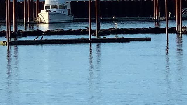 Seals at Astoria