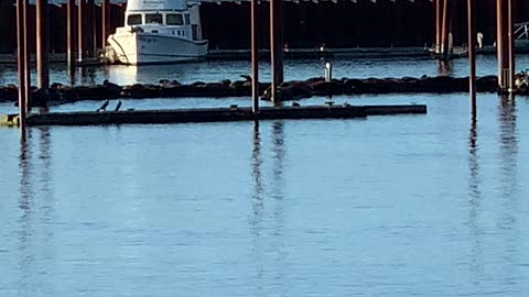 Seals at Astoria