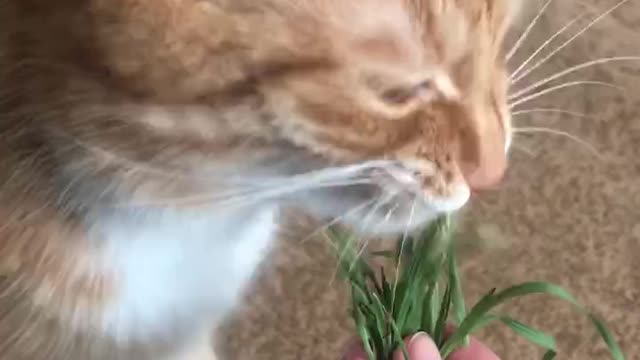 Cat that loves grass)