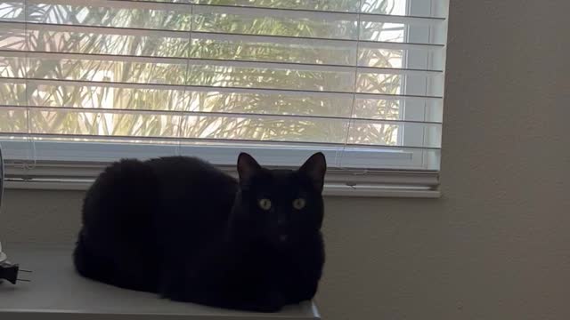 Adopting a Cat from a Shelter Vlog - Precious Piper Sitting Like a Loaf By the Window