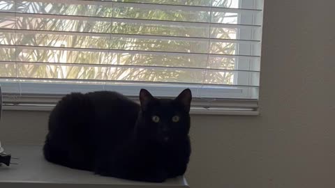 Adopting a Cat from a Shelter Vlog - Precious Piper Sitting Like a Loaf By the Window