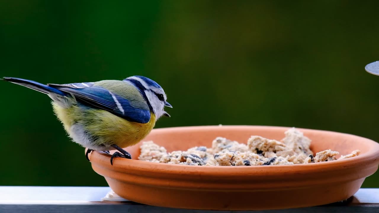 A Bird Eating Seeds | Nature | Soothing Nature