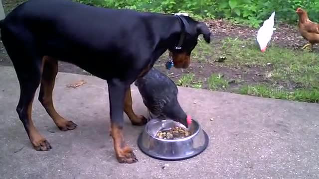 Chicken learns the true nature of the Doberman Pinscher