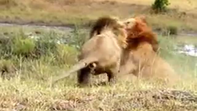 Male Lion fighting