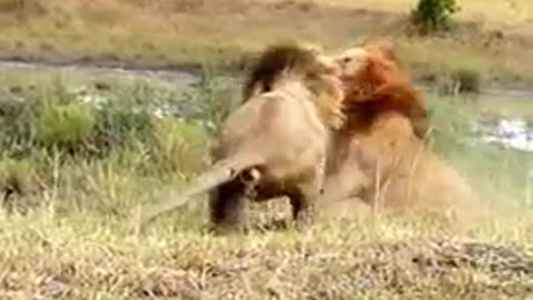 Male Lion fighting