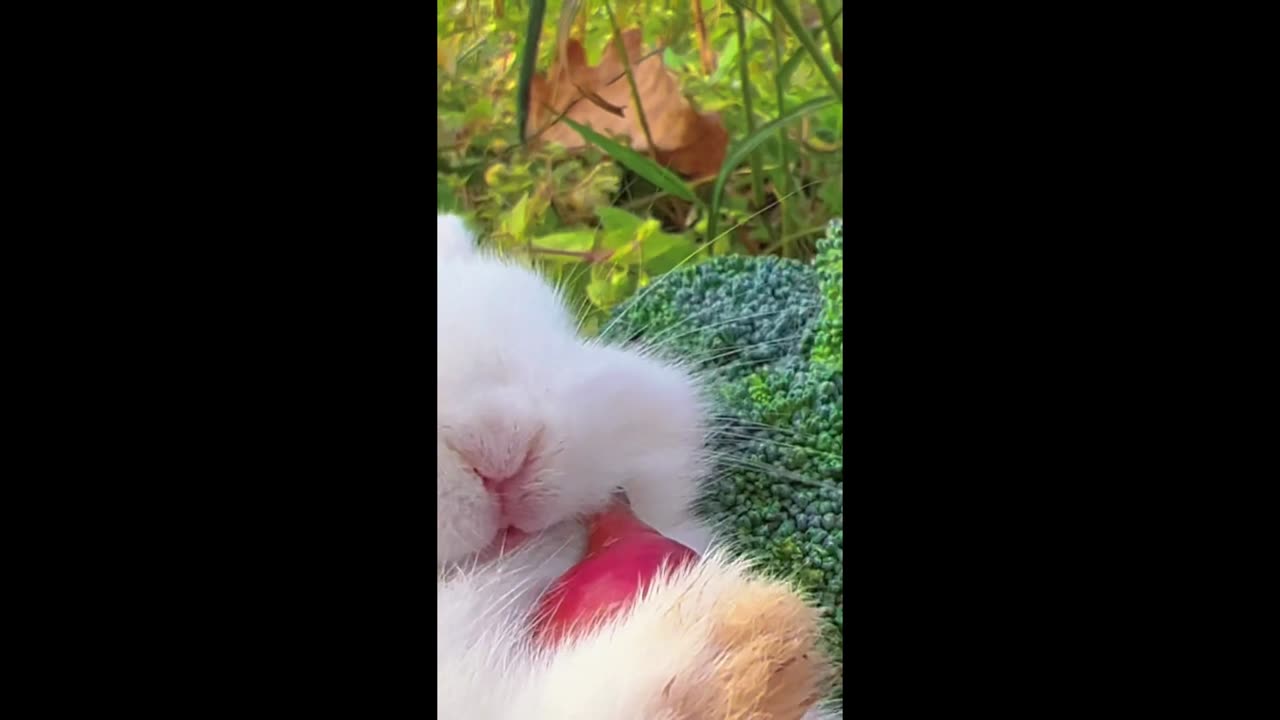 The little bunny eats carrots, and the crunchy sound makes me crave them too.