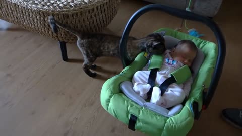 Cats Meeting Babies for the FIRST Time [NEW] Compilation